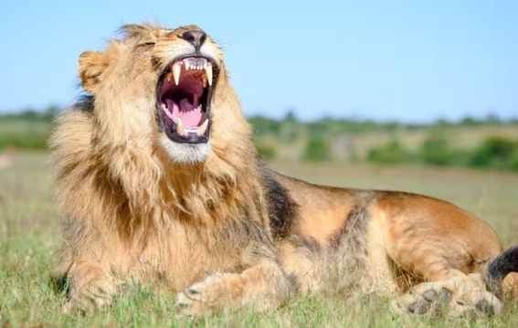 Asiatic Lion Population in Gujarat Rises to 891, Spreads Beyond Gir Forest